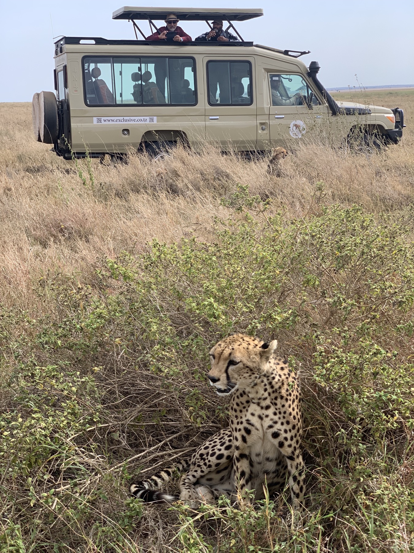 Exclusive Odyssey safari vehicle near a cheetah in Tanzania