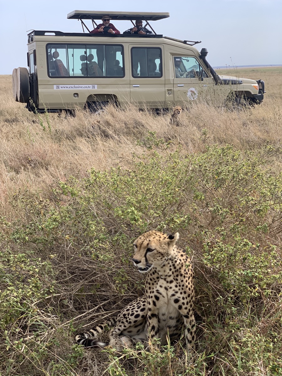 Cheetah sighting near a private safari vehicle in Tanzania