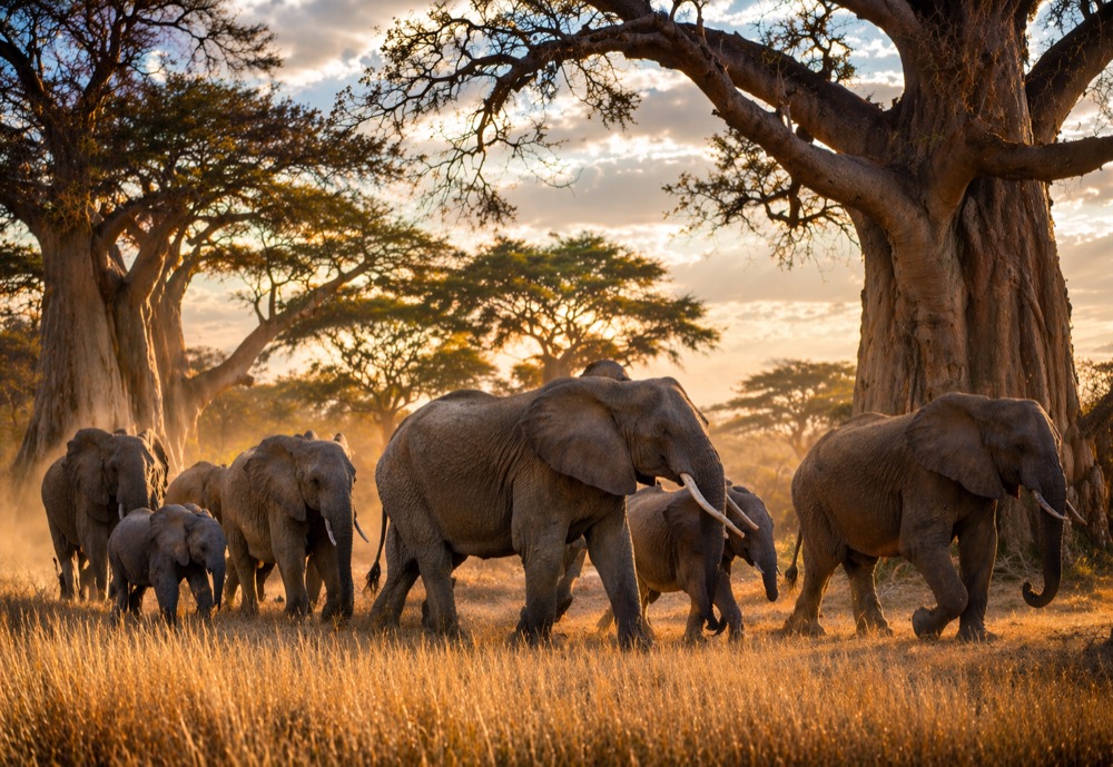 Elephants and baobab trees in Tarangire National Park